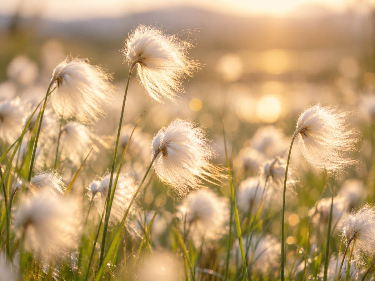 Afbeelding van pluizige witte pluimen op dunne stelen in een veld, van achteren verlicht door een gouden zon met wazige achtergrond.