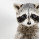 Bandiet met Knuffelogen wanddecoratie met schattig dier met grote ogen