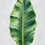 Aquarel van één groot groen bananenblad met een lichte middenrib op een zachtgrijze achtergrond.