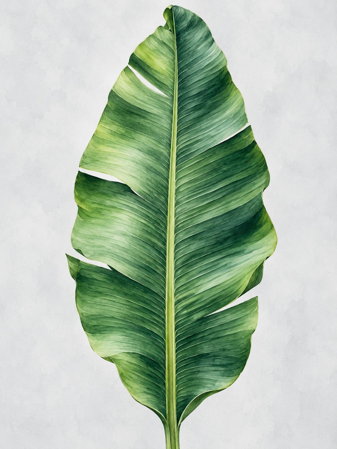 Aquarel van één groot groen bananenblad met een lichte middenrib op een zachtgrijze achtergrond.