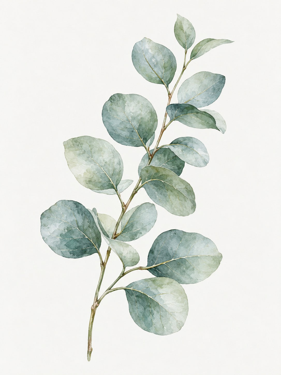 Aquarel van een eucalyptustak met ronde saliegroene en grijsblauwe bladeren op een witte achtergrond.