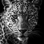 Leopard – zwart-wit luipaardportret wanddecoratie