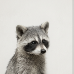 Little Bandit with Big Curious Eyes wanddecoratie met nieuwsgierig wasbeertje met grote ogen