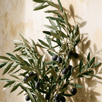 Olive Elegance – olijftak met rijpe olijven in warm licht