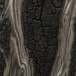 Close-up van verkoold hout met gebarsten zwarte houtskool en zilvergrijze nerf