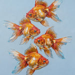 Golden Harmony Koi Quartet – Wandbild auf Leinwand, Aluminium oder Poster